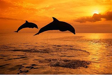 《生化危机8：黄金版》实体光盘不包含DLC内容 买了个寂寞